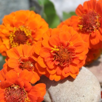 Zwerg-Zinnie Orange (Samen)