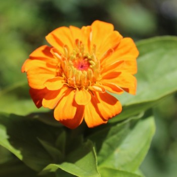 Zwerg-Zinnie Orange (Samen)