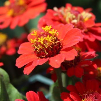 Zwerg-Zinnie Scarlet Red (Samen)