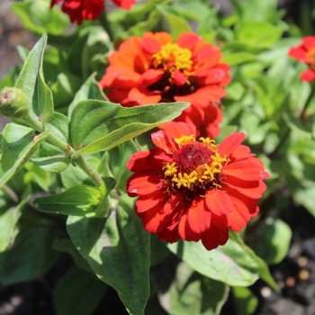 Zwerg-Zinnie Scarlet Red (Samen)