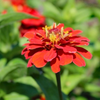 Zwerg-Zinnie Scarlet Red (Samen)