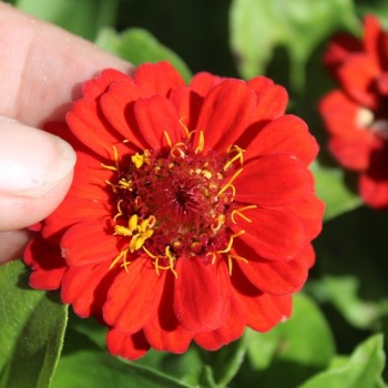 Zwerg-Zinnie Scarlet Red (Samen)