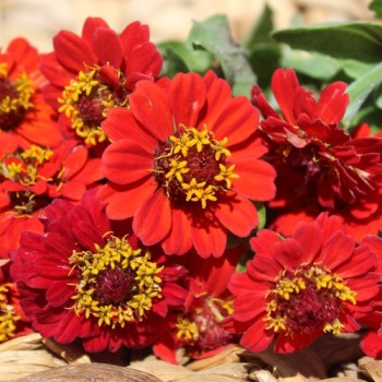 Zwerg-Zinnie Scarlet Red (Samen)