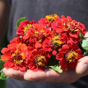 Zwerg-Zinnie Scarlet Red (Samen)