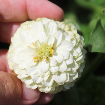 Zwerg-Zinnie White (Samen)