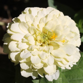 Zwerg-Zinnie White (Samen)