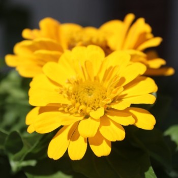 Zwerg-Zinnie Yellow (Samen)