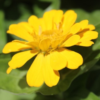 Zwerg-Zinnie Yellow (Samen)