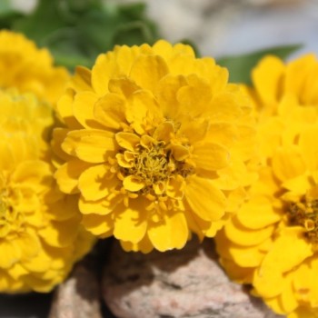 Zwerg-Zinnie Yellow (Samen)