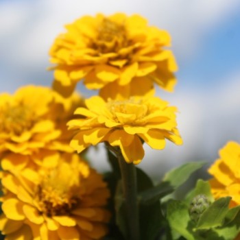 Zwerg-Zinnie Yellow (Samen)