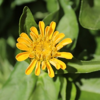 Zwerg-Zinnie Yellow (Samen)