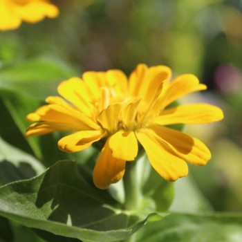 Zwerg-Zinnie Yellow (Samen)