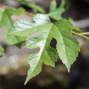 Zwergmaulbeere Mulle (Pflanze)