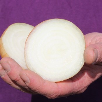 Zwiebel Babosa (Samen)