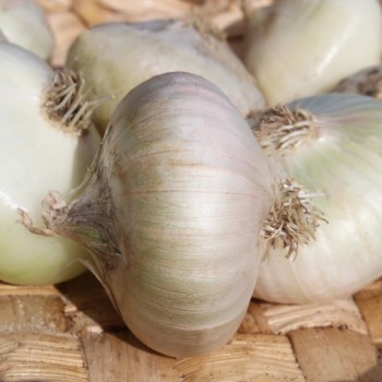 Zwiebel Bianca de Maggio (Samen)