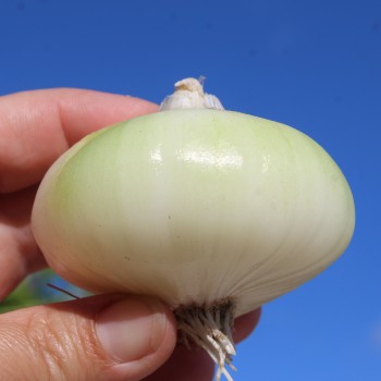 Zwiebel Bianca de Maggio (Samen)