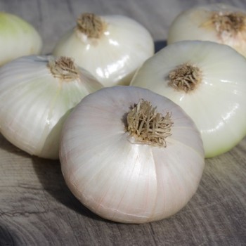 Zwiebel Bianca de Maggio (Samen)