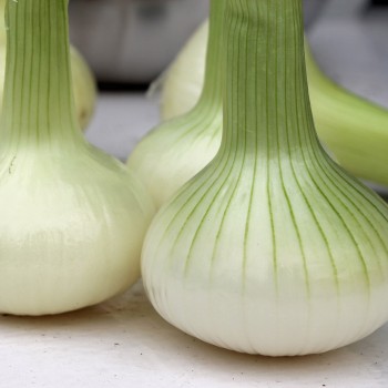 Zwiebel Bianca de Maggio (Samen)