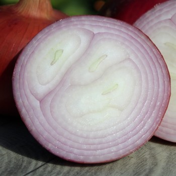 Neu! Zwiebel Bronzé d’Amposta (Samen)
