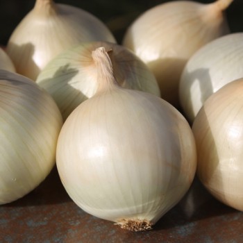 Zwiebel Cénol Type Jaune des Cévennes (Samen)