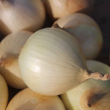 Zwiebel Cénol Type Jaune des Cévennes (Samen)