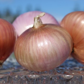 Zwiebel Colorada de Figueras (Samen)