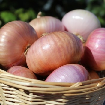 Zwiebel Colorada de Figueras (Samen)