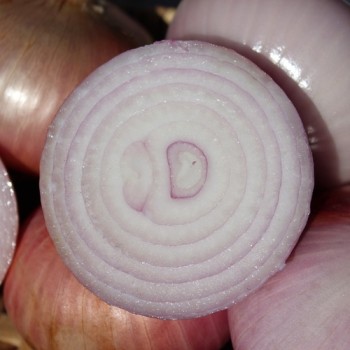 Zwiebel Colorada de Figueras (Samen)
