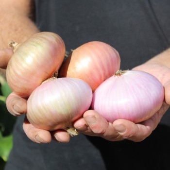 Zwiebel Colorada de Figueras (Samen)