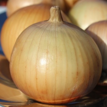 Zwiebel Dulce de Fuentes (Samen)