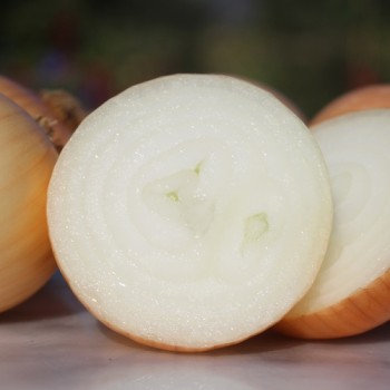 Zwiebel Dulce de Fuentes (Samen)