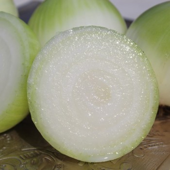 Zwiebel Globo (Samen)