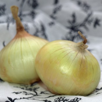 Zwiebel Jaune Paille des Vertus (Samen)
