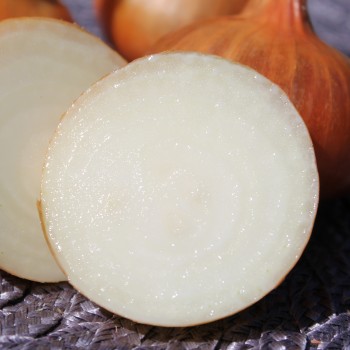 Zwiebel Jaune Paille des Vertus (Samen)