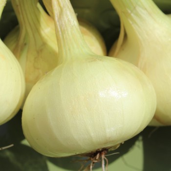Zwiebel Jaune Paille des Vertus (Samen)
