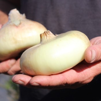 Zwiebel Jaune doux de Lézignan (Samen)