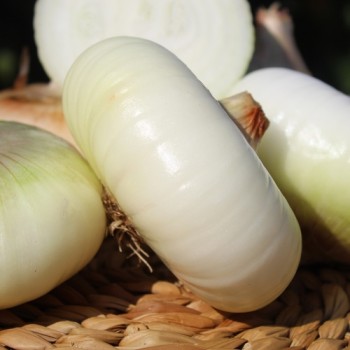 Zwiebel Jaune doux de Lézignan (Samen)