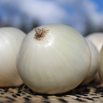 Zwiebel La Migliore Delle Blanche (Samen)