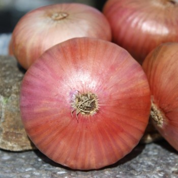 Zwiebel Montorese (Samen)