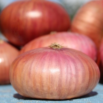 Zwiebel Montorese (Samen)
