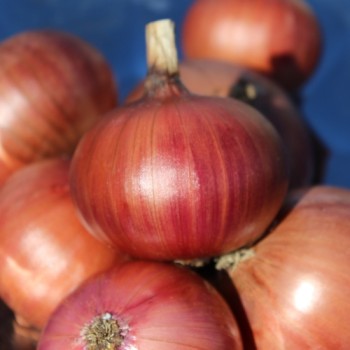 Zwiebel Morada de Amposta (Samen)