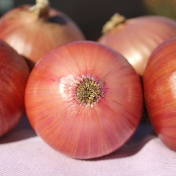 Zwiebel Morada de Amposta (Samen)