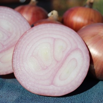 Zwiebel Morada de Amposta (Samen)