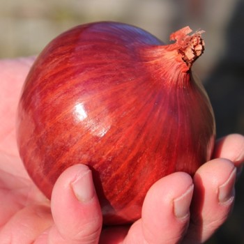 Zwiebel Morada de Amposta (Samen)