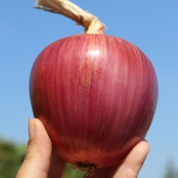 Zwiebel Ramata Rossa (Samen)
