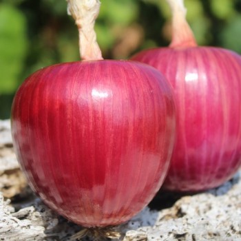 Zwiebel Ramata Rossa (Samen)