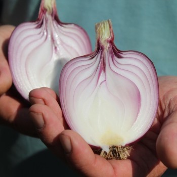 Zwiebel Ramata Rossa (Samen)