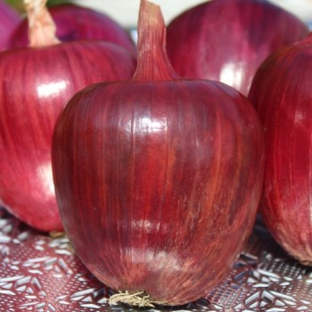 Zwiebel Ramata Rossa (Samen)