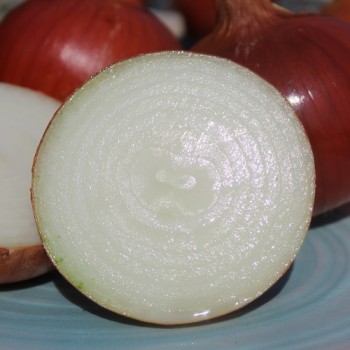 Zwiebel Ramata di Milano (Samen)