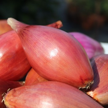 Zwiebel Rossa Lunga di Firenze  (Samen)